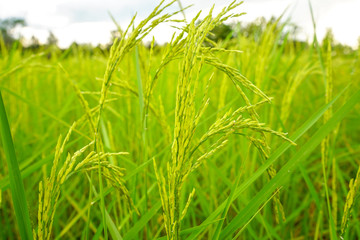 Paddy rice in field