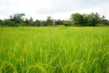 Fototapeta premium Paddy rice in field