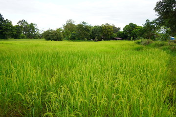 Fototapeta premium Paddy rice in field