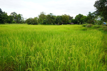 Paddy rice in field