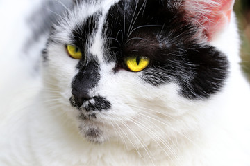 Katze mit gelben leuchtenden Augen