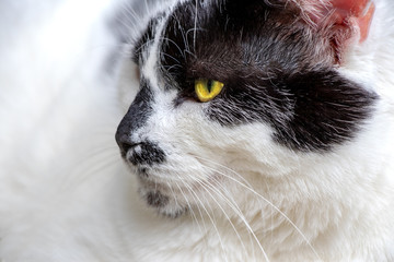 Katze blickt mit gelben Augen