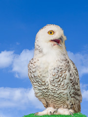 Owl in the nature Beautiful.