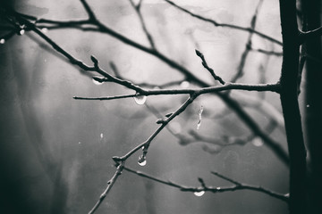Fototapeta na wymiar lonely leafless tree branches with drops of water after a November cold rain