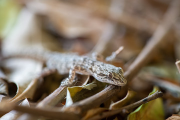 Kotschy's gecko in its natural environment