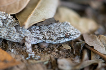 Kotschy's gecko in its natural environment