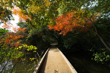 紅葉　栗林公園(香川県高松市)　2018年11月撮影