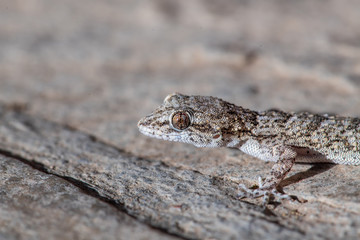 Kotschy's gecko in its natural environment