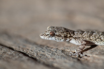 Kotschy's gecko in its natural environment