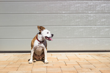 Dog sits in front of the house 