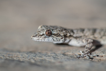 Kotschy's gecko in its natural environment