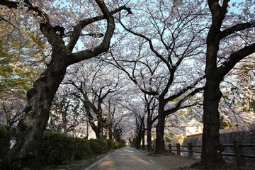 桜満開