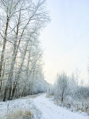 beautiful winter countryside with icy trees xmas