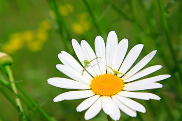 Obraz premium Crab spiders on the white flowers