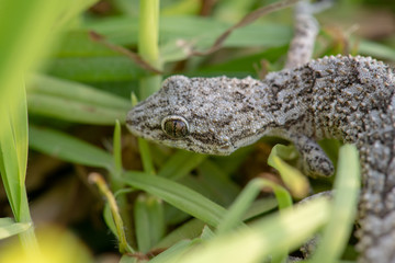 Kotschy's gecko in its natural environment