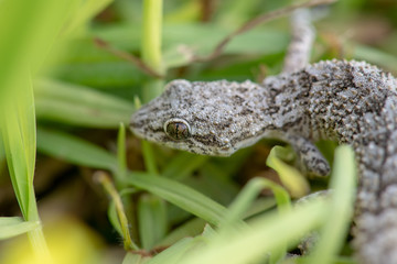 Kotschy's gecko in its natural environment