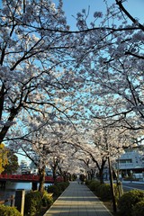 桜満開