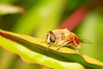 hoverfly in a natural environment