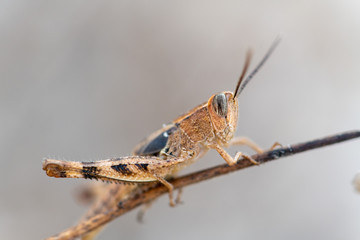 A Grasshopper found in dry areas, Cyprus