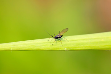 Black aphids on plants
