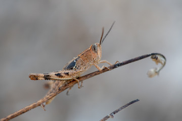 A Grasshopper found in dry areas, Cyprus