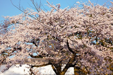 桜満開