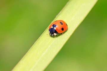 Ladybug on the grass
