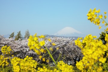 菜の花と桜と富士山