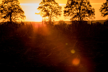 Fototapeta premium Sunrise