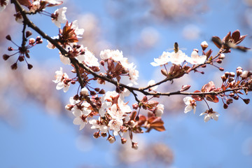 Blossoming of cherry flowers in spring time. Macro
