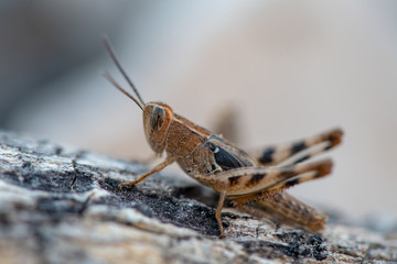Fototapeta premium A Grasshopper found in dry areas, Cyprus