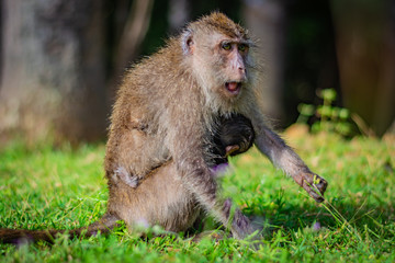 Eating-crab macaque (long-tailed macaque) mother is feeding young monkey attached to its breast in Koh Lanta island in the National Park, Thailand, the monkey begins to get angry