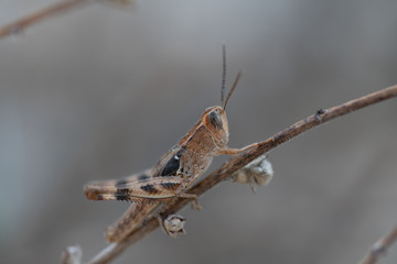 A Grasshopper found in dry areas, Cyprus