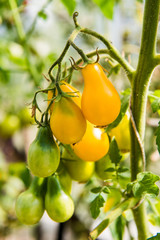 small yellow tomatoes outside in the garden