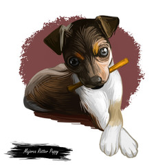 Majorca ratter puppy watercolor portrait closeup digital art. Pet domestic animal mammal playing with long stick, originated from Spain. Canine with playful mood and short muzzle, killer of rodents.