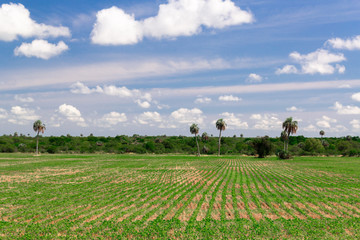 Fototapeta na wymiar lines of organic green plants crop on field and high palm trees on background, south america, brazil