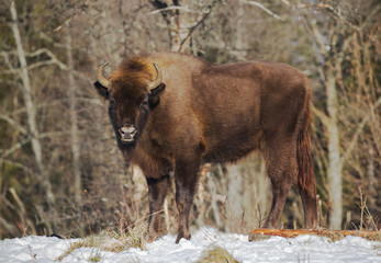 Mammals - European bison (Bison bonasus) in winter time in the natural environment of the Carpathians, National Park of Skole Beskydy