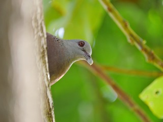 Spotted dove perching and looking down