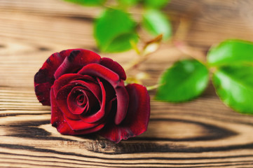 Single red rose on green sprig with leaves on old wooden table. Saint Valentine's Day concept