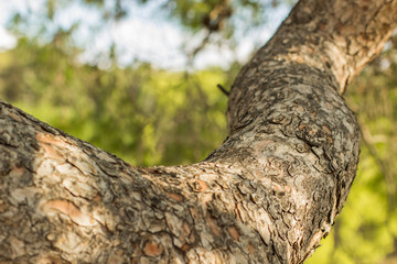 soft focus tropic south exotic tree bark and branch background texture