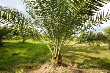 Date palm in the garden.