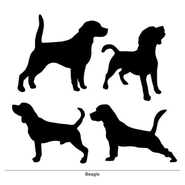Beagle breed dog. Vector silhouette of the dog