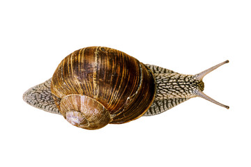 Grape snail isolated on white. View from above.