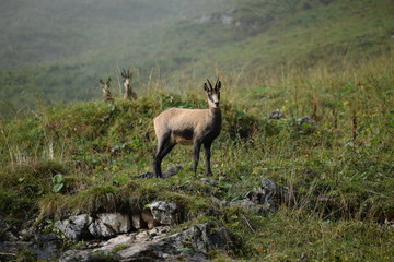 alpine chamois (Rupicapra rupicapra) in the wild at Berchtesgaden national park , Bavaria, Germany