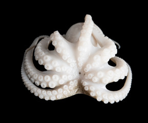 Small octopus on black background