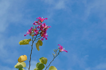Bauhinia purpurea linn flower and autumn sky