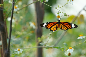 Butterfly and bidens pilosa flower