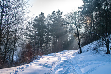 Winter snowy road in the forest