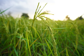 field of wheat