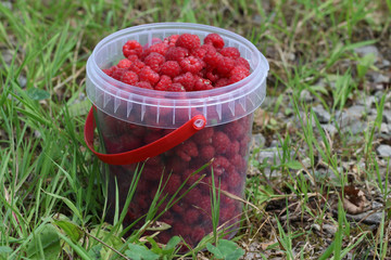 Raspberries. Full bucket of ripe red raspberries